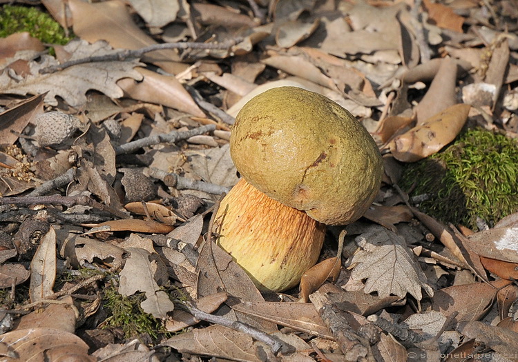 Boletus luridus - Schff.: Fr.